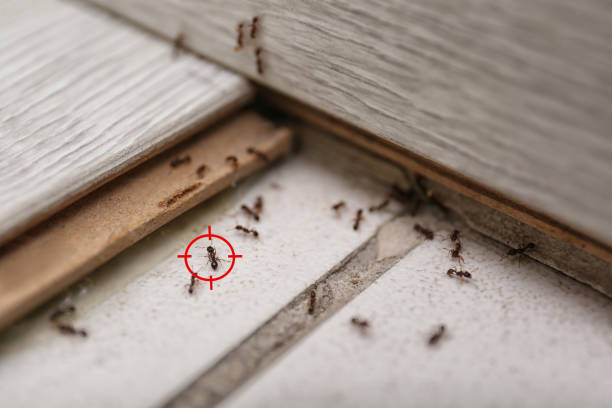 Pest Control Cost in Deenwood, GA