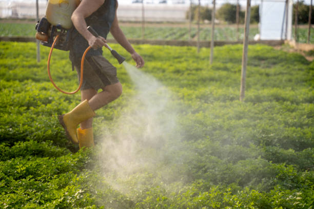 Best Affordable Pest Control Services  in Deenwood, GA