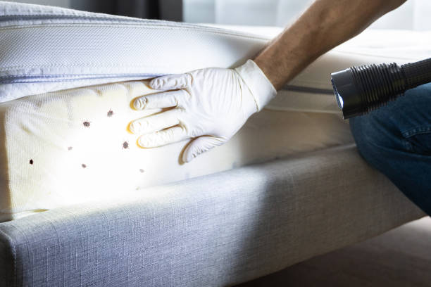 Best Flea Control Services  in Deenwood, GA
