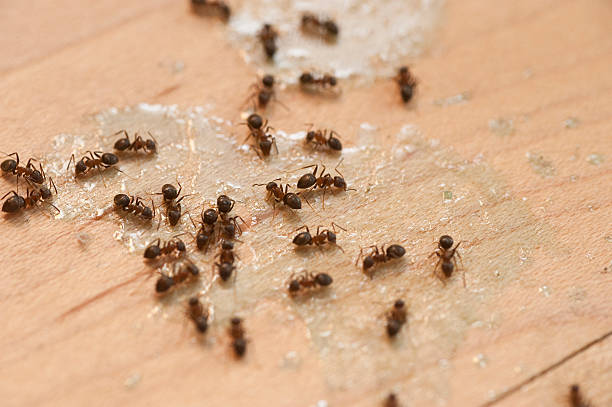  Deenwood, GA Pest Control Pros