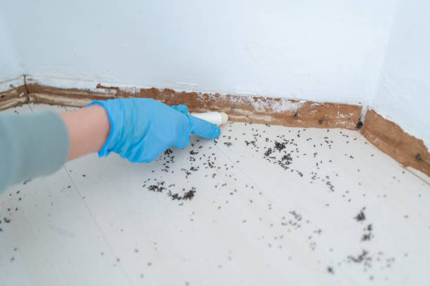 Trusted Deenwood, GA Pest Control Experts